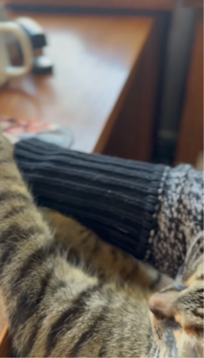 「もうお仕事はおしまい」って言いたいの?パソコン作業中の飼い主さんにかわいくストップをかけるネコ【アメリカ・動画】