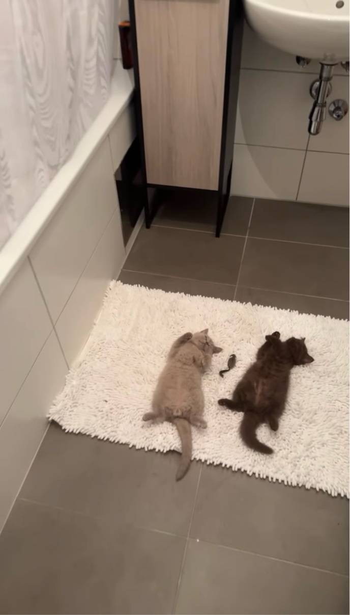 たくさん遊んでいっぱい寝て。はしゃぎ疲れた子猫たちがそっくりなポーズで仲良くお昼寝中!【海外・動画】