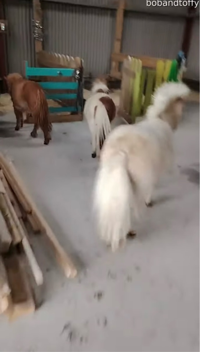 突然雨に放牧中のヒツジとポニーに避難を呼びかける飼い主さん。みんなすぐに厩舎へ帰るいい子です【海外・動画】