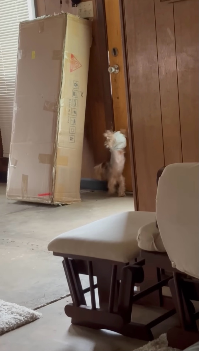 愛犬にオムツを履かせたら・・逆立ちで部屋の中を走り出した！？【アメリカ・動画】