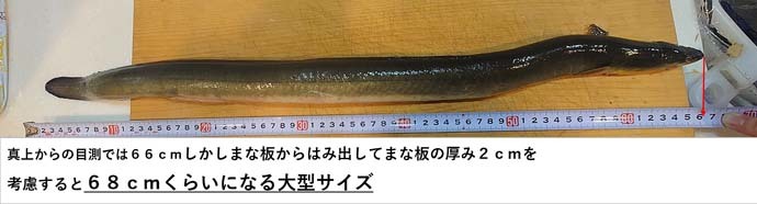 ウナギ釣りで68cm頭に4週連続キャッチ　上げ潮が狙い目？【三重・揖斐川】