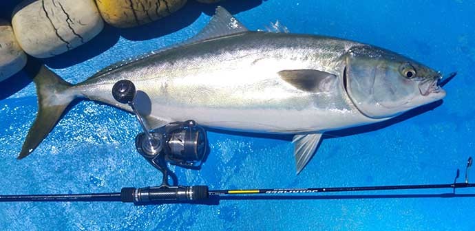 沼津のレンタルボートでのルアー釣りで80cm級ワラサにオオモンハタ