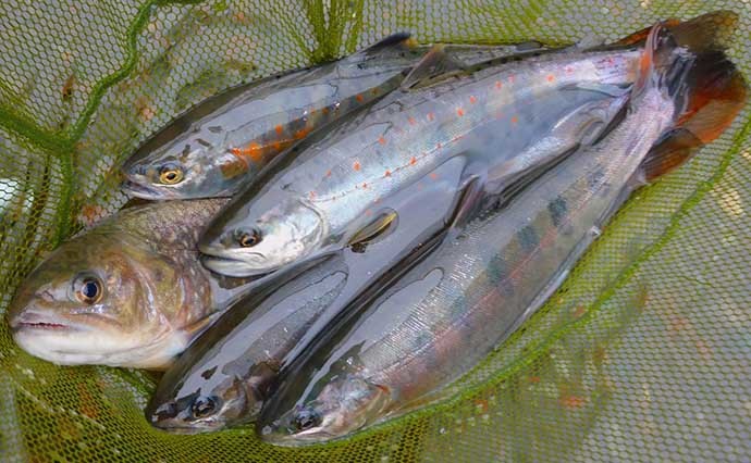 渓流エサ釣りで40cm超えニジマスに32cm尺上イワナ【山梨・桂川】