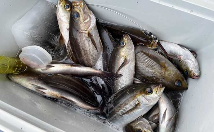 今週の『船釣り情報』特選釣果　良型交じり【梅雨イサキ】に熱視線