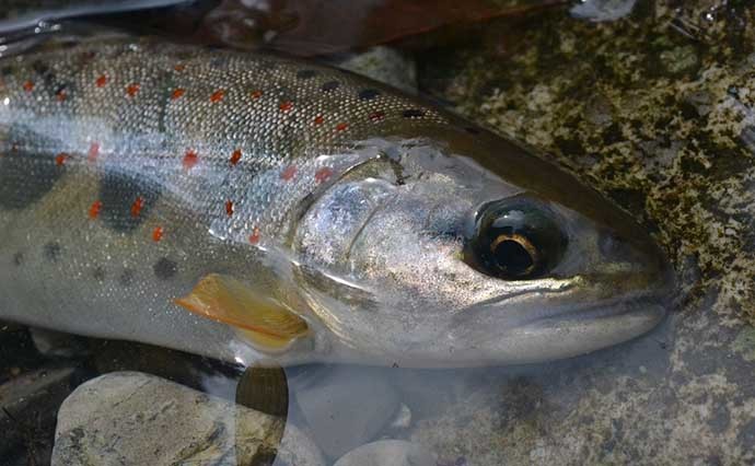 渓流ルアー釣りでサツキマスを狙う　本命不発も【釣りキャンプを満喫】