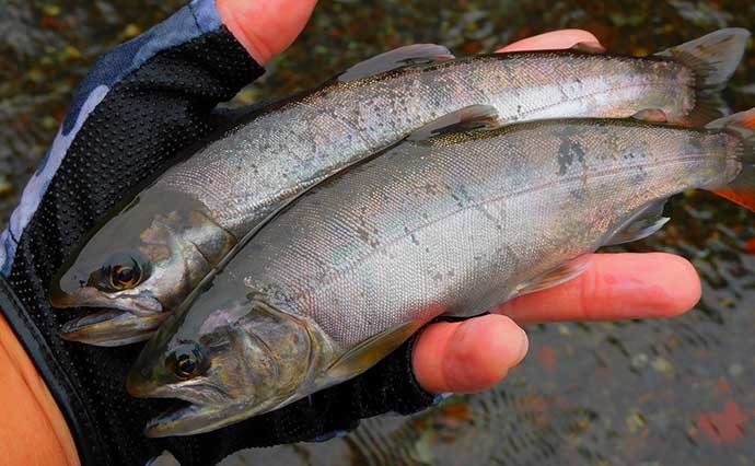 渓流エサ釣りで40cm超えニジマスに32cm尺上イワナ【山梨・桂川】