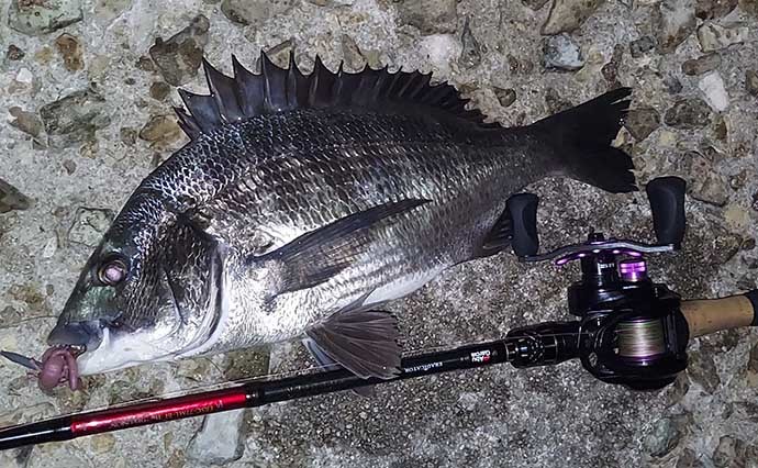 鳥取・境港のチニング釣行で54cm巨大チヌ獲った　42cmキジハタも顔出し