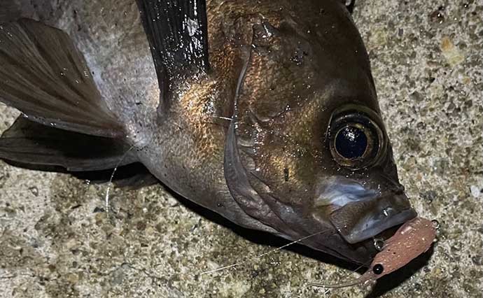 大阪湾メバリングで27cm頭に2ケタ釣果　プラグで表層狙って連発