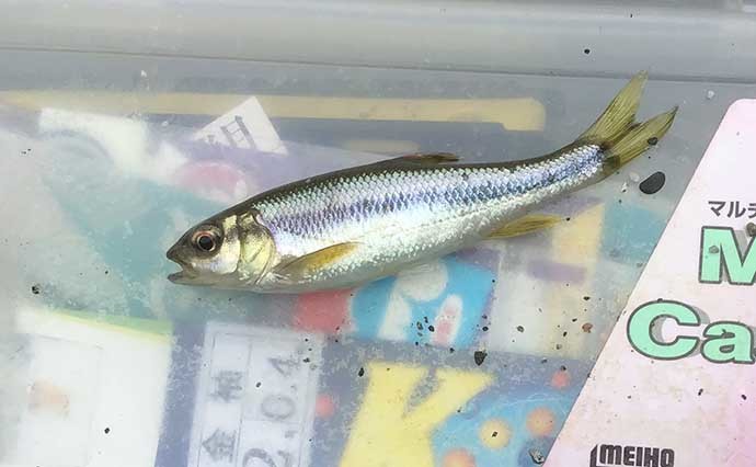 淡水小物釣りでタカハヤ44匹　「巣」を見つけて移動不要の入れ食いに