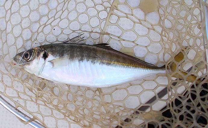 明石沖ボートサビキ釣りで尺超えアジ手中　コマセ不使用の釣り方とは？