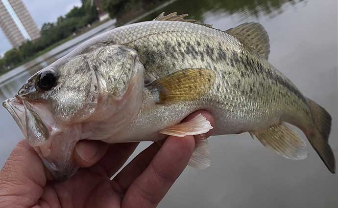 都内の公園でブルーギルの数釣り堪能　魚影抜群で2時間強で100匹超え