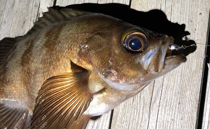 海のルアー釣りを始めよう：メバルを狙う「メバリング」ってどんな釣り？