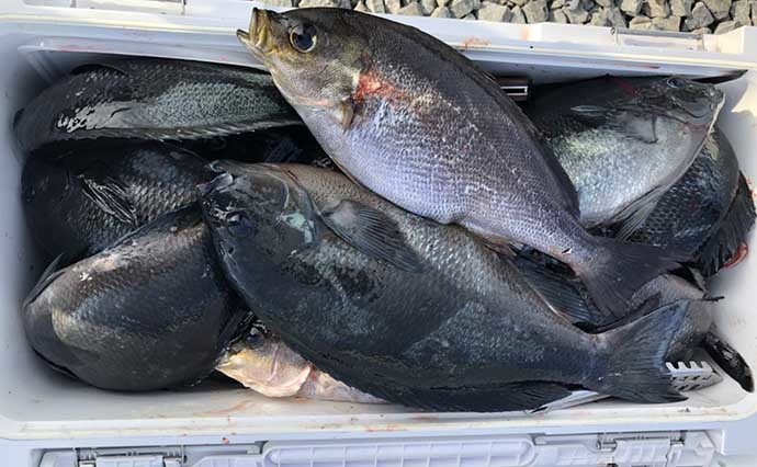 沖磯フカセ釣りで40cm超イサキ連打　最低でも37cmと大型が入れ食い