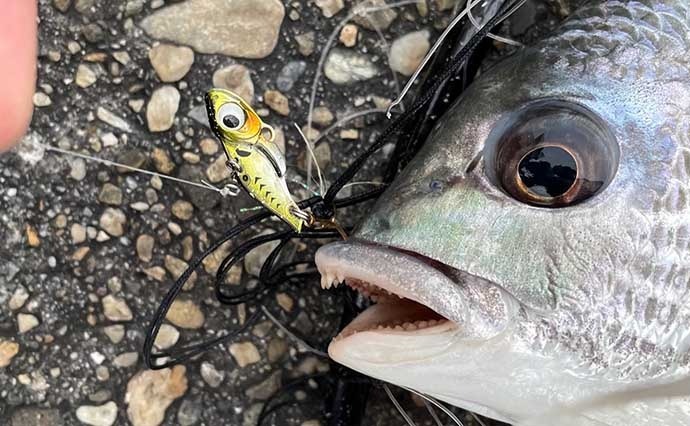 大阪南港ライトゲーム近況　「小サバ」絶賛回遊中で小物釣りの好機