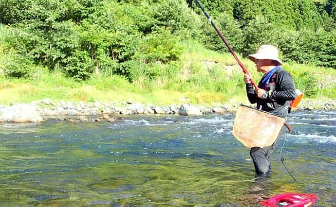 解禁日の葛川アユ友釣りで16匹 各人気エリアの状況もレポート