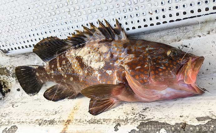 『かからし釣り』で良型アコウにハマチなど五目釣り堪能【兵庫・淡路島】