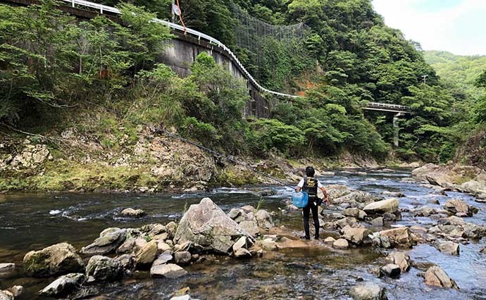 兵庫・一庫大路次川のアユトモ釣りで50匹超え　下流部では入れ掛かりに