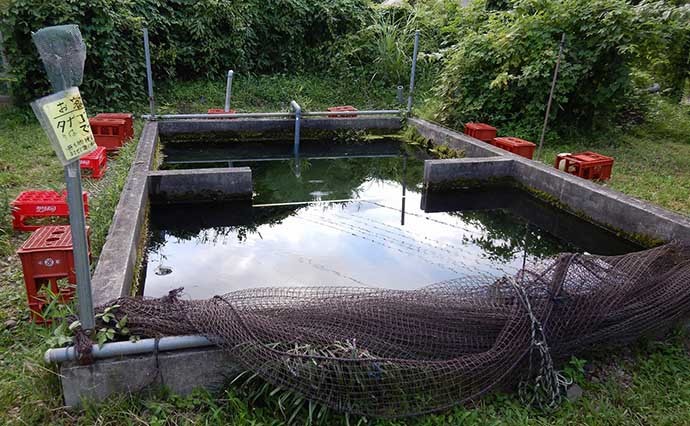 管理釣り場のタナゴ釣りで100尾超え　決め手は時合い逃さぬ「極小エサ」