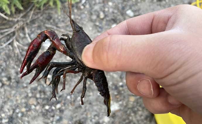 夕方短時間のザリガニ釣りで5匹　釣ったザリガニは釣りエサに活用？