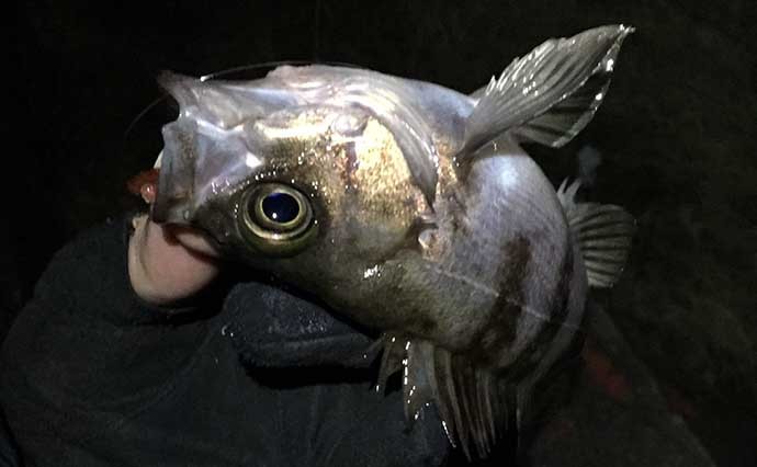 海のルアー釣りを始めよう：メバルを狙う「メバリング」ってどんな釣り？