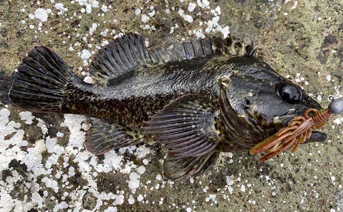 初心者にもおすすめ【ムラソイ穴釣り】　生態・シーズン・釣り方を解説