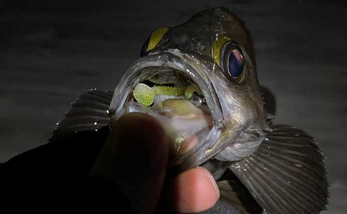 大阪湾メバリングで27cm頭に2ケタ釣果　プラグで表層狙って連発