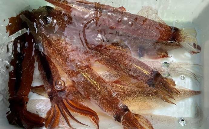 相模湾ヤリイカ泳がせ釣りに挑戦 特大ヤリイカ連発で泳がせ不発も満足