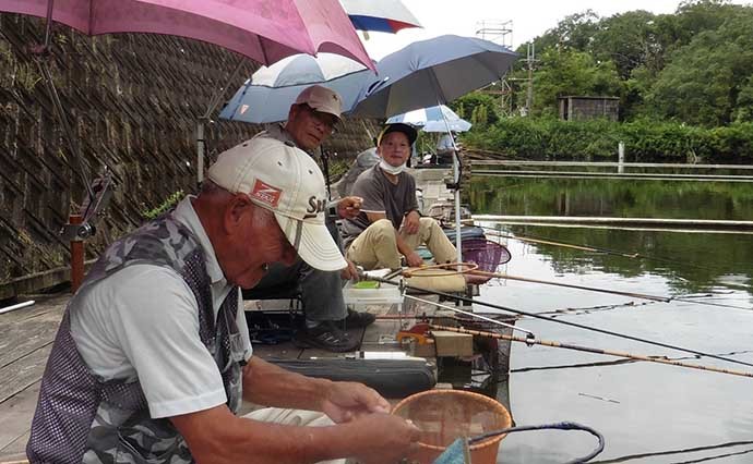 管理釣り場の底釣りでヘラブナ快釣　開始から活性高く良型ばかり25匹