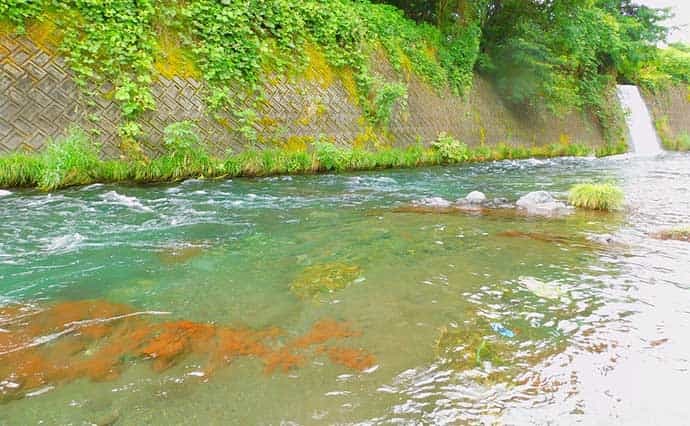 渓流釣りで美麗アマゴ快釣　安定釣果の3つのコツとは？【山梨・桂川】