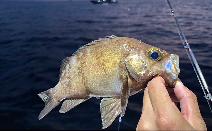 夜の船釣りで30cm頭に良型メバル14匹　アオイソメ1匹掛けで手中