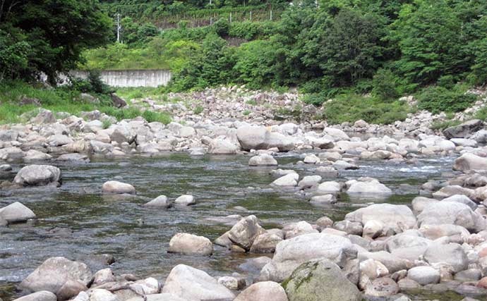 宮川のアユトモ釣りで21cm頭に74匹　渇水の荒瀬を細かく攻めて連発