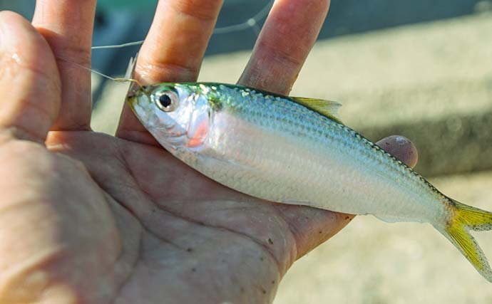 堤防の遠投サビキ釣りでサッパ24匹　誘って誘ってポツポツ顔出し