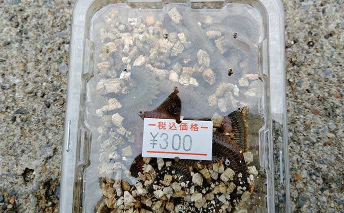 投げカレイ釣りで43cmマコガレイ堂々浮上　潮の動き始めにヒット