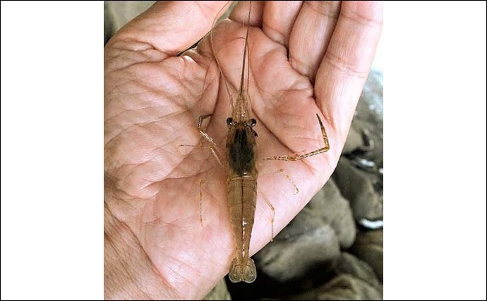 都内の公園でテナガエビ釣り　夕方に活性上がり17尾【新左近川親水公園】