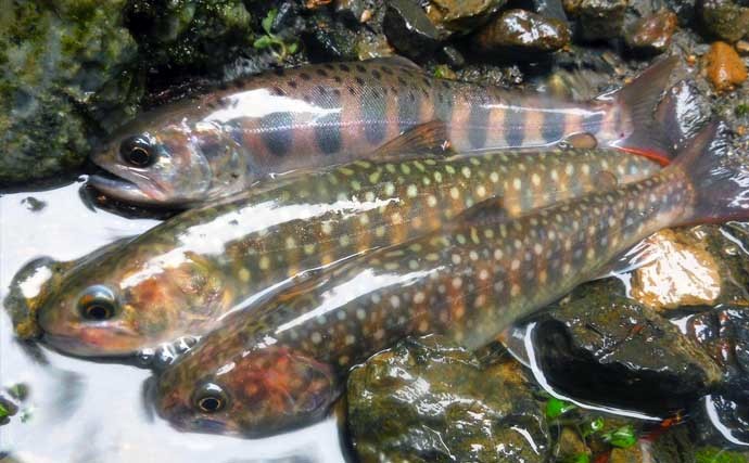 渓流エサ釣りで渓魚ツ抜け　知識と的確な判断が奏功【埼玉・名栗川】