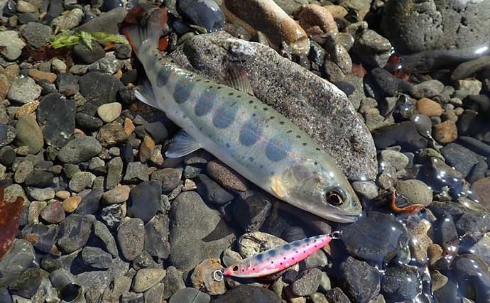 渓流ルアー釣りで24cm頭にアマゴ16匹　一つのルアーにダブルヒットも