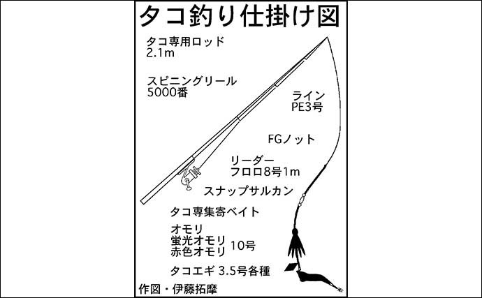 陸っぱりエギタコ釣りでマダコ2匹　いずれも小型で今後に期待しリリース