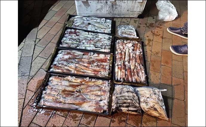 【玄界灘】夜焚きイカ最新釣果　釣る人で40尾前後と好土産に