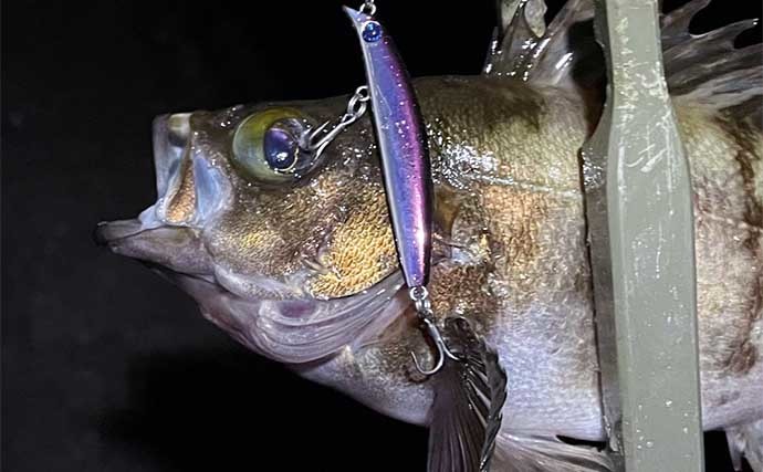 陸っぱりメバリング釣行で22cm頭にメバル2ケタ　大きめプラグが好適