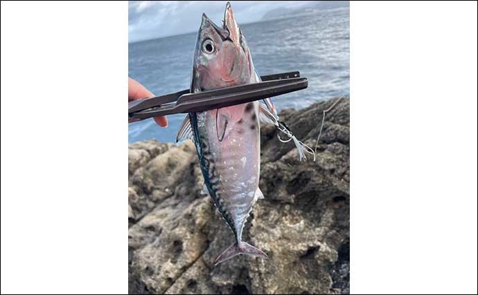 磯でのショアジギ＆弓角で青物快釣　釣魚を身エサにしてハタ狙いも的中