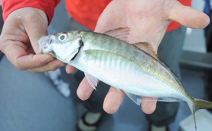 サビキで狙う極上『メクリアジ』釣り　クーラー満タンの好釣果【兵庫】