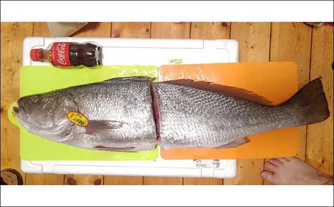 ルアー釣り人気対象魚の「オオニベ」がココイチのカレーになった？