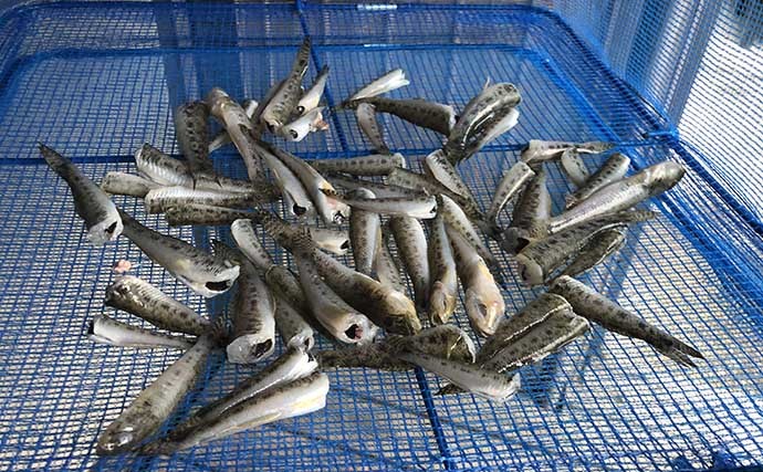 【釣魚レシピ】ハゼの干物　水分抜けて凝縮された旨みが肴にもピッタリ