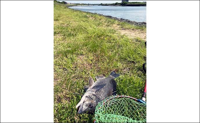 養老川での前打ち釣りで43cmクロダイ手中　カニエサにヒット