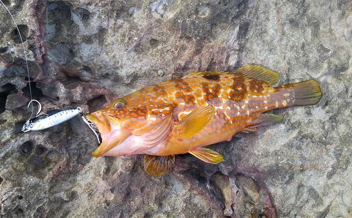 沖磯ルアー釣行でアカハタにイサキなど五目達成　ヒラスズキのバラシも