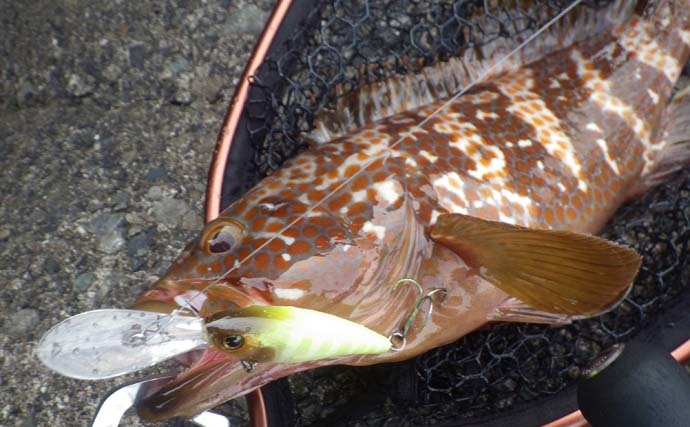 陸っぱりから36cmキジハタ手中　プラッギングでのヒットに満足【福井】