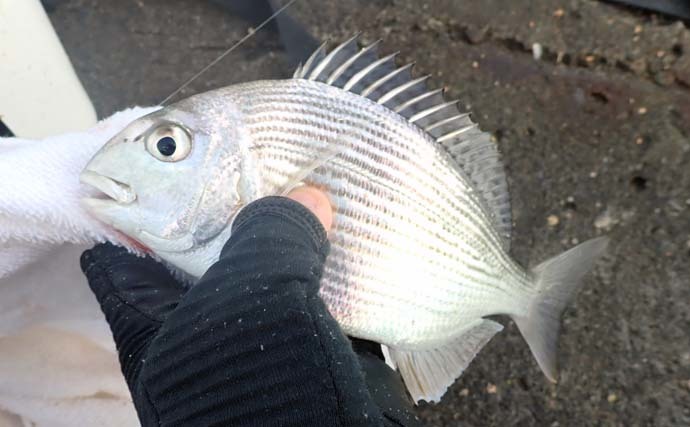 美味しいのに「釣れるとガッカリ感」があるサカナ：ヘダイ　アタリは豪快