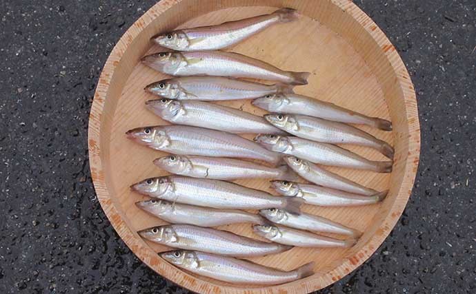 釣り人的「ひと手間」レシピ：キスの握り寿司　昆布締めで旨味アップ