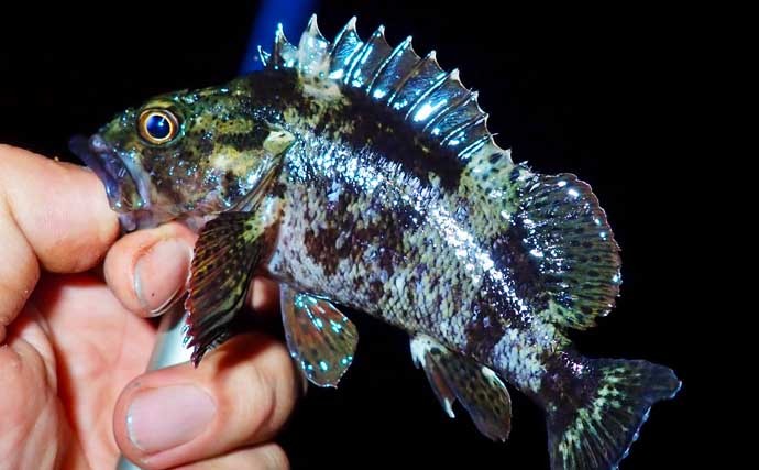 自己流釣り方で堤防釣り満喫　ジグヘッド+虫エサにノベザオでグレ狙い