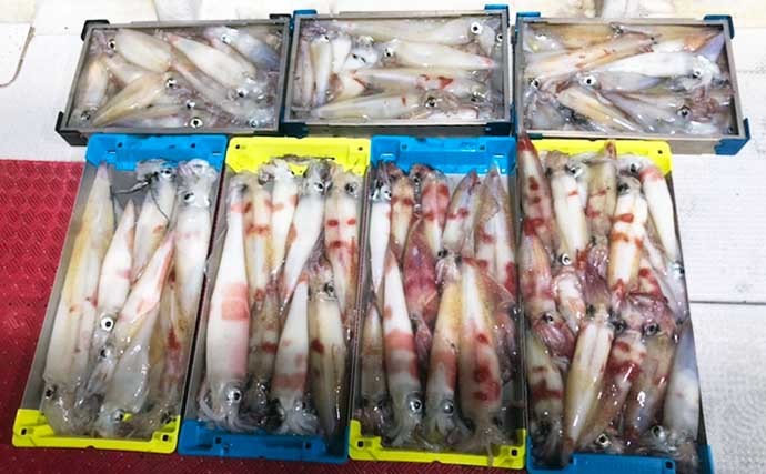 【福井】沖釣り最新釣果　マイカ絶好調で全員50匹超えの爆釣も